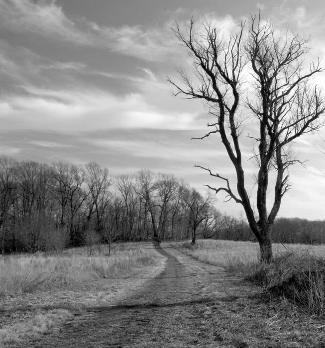 monochrome photo of Nature Path Trail