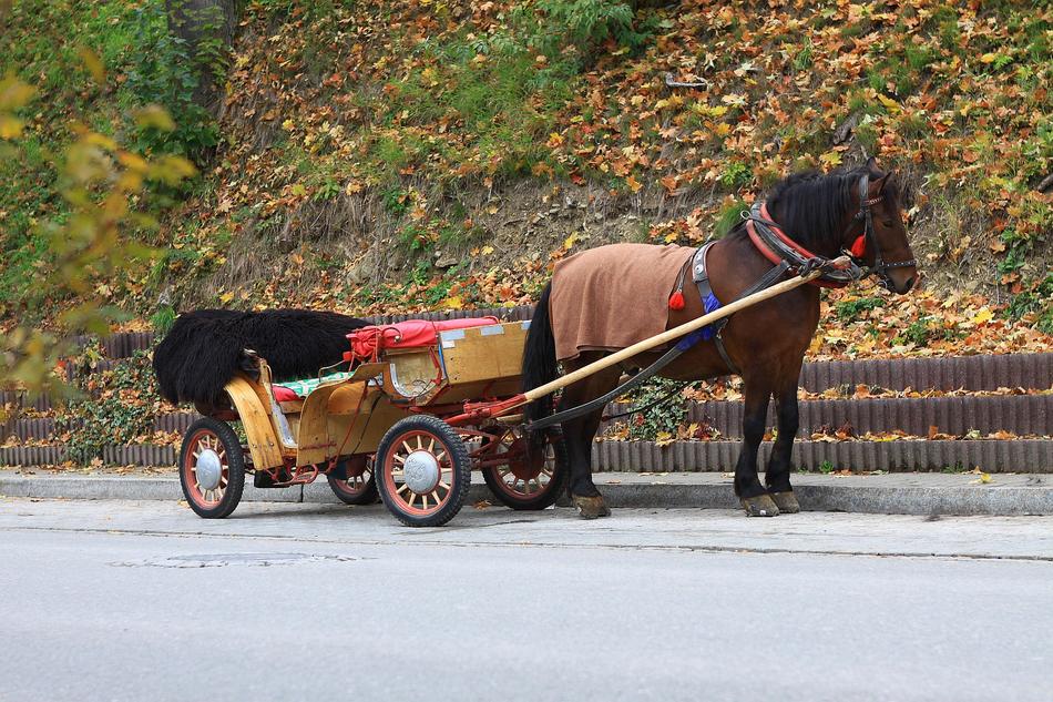 Horse Transportation carriage