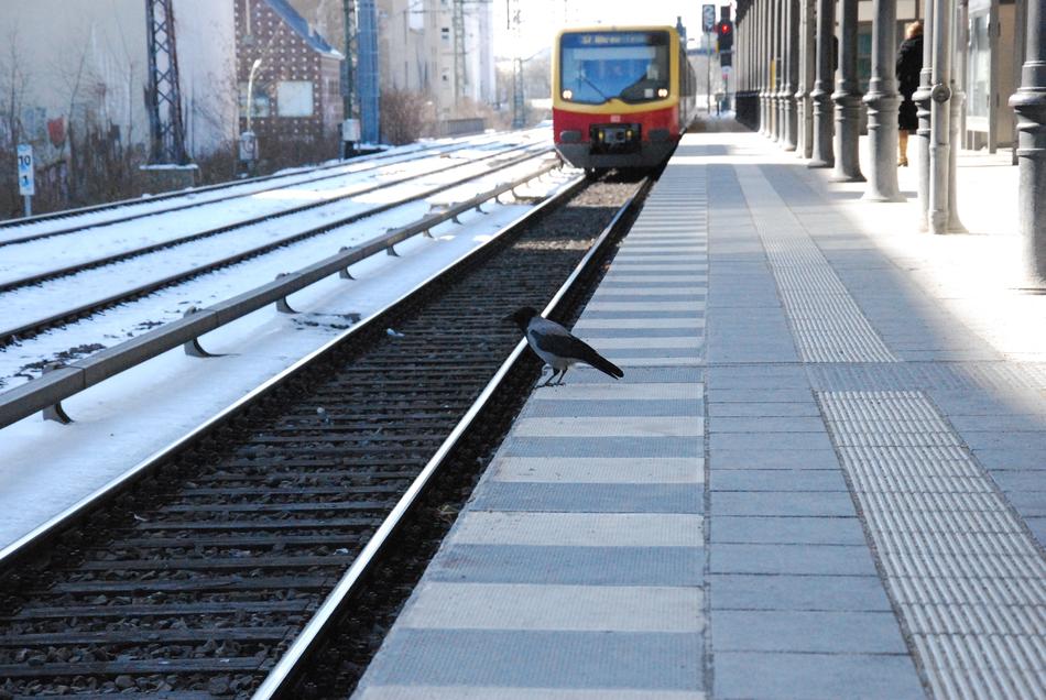 S Bahn Bird Public Means Of transport