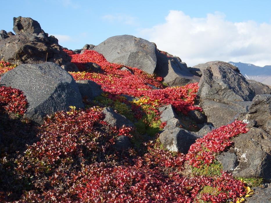 Mountains Volcano Mushrooms