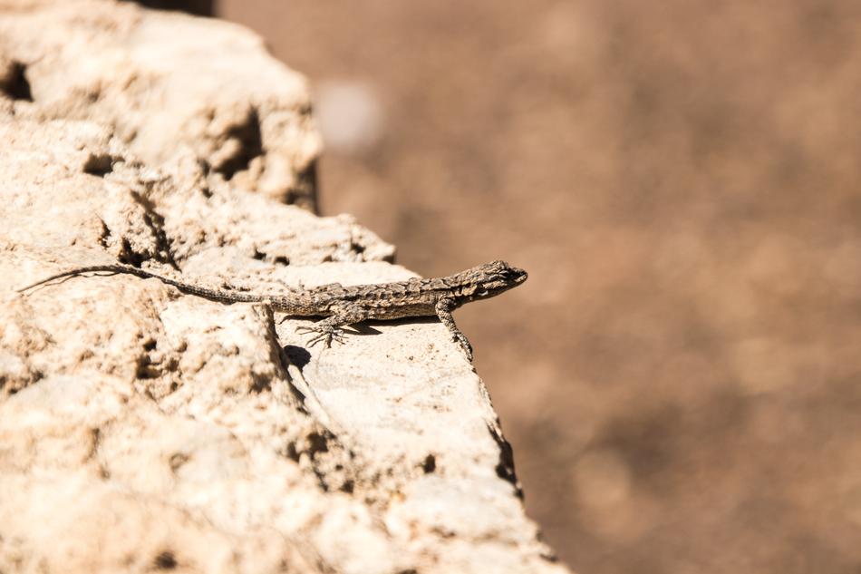 Animal Lizard Canyon