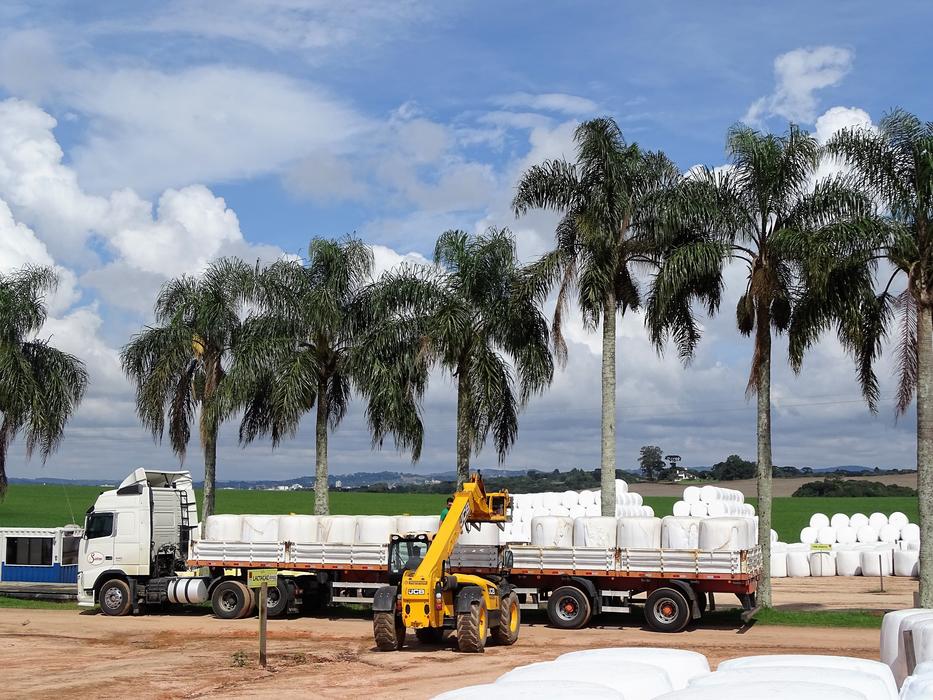 Truck Palm Trees