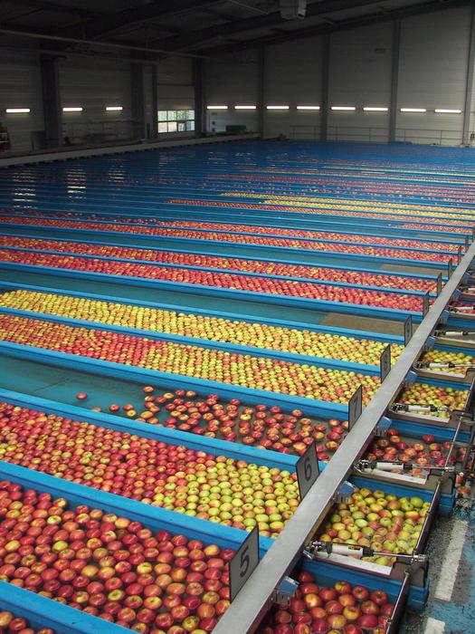 Swim Car Wash Sorting Plant