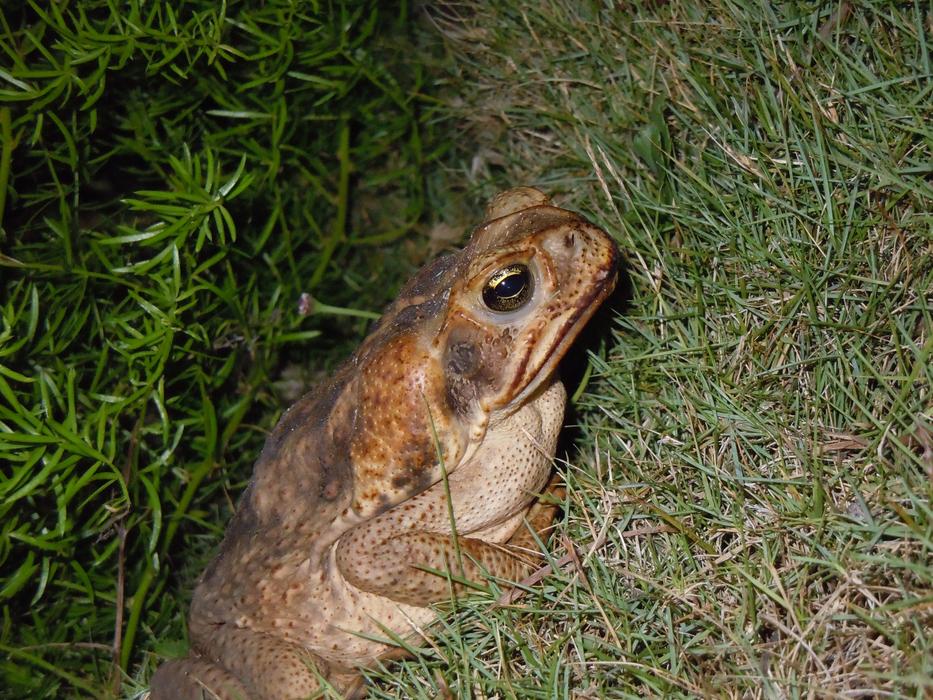 Toad Frog Road