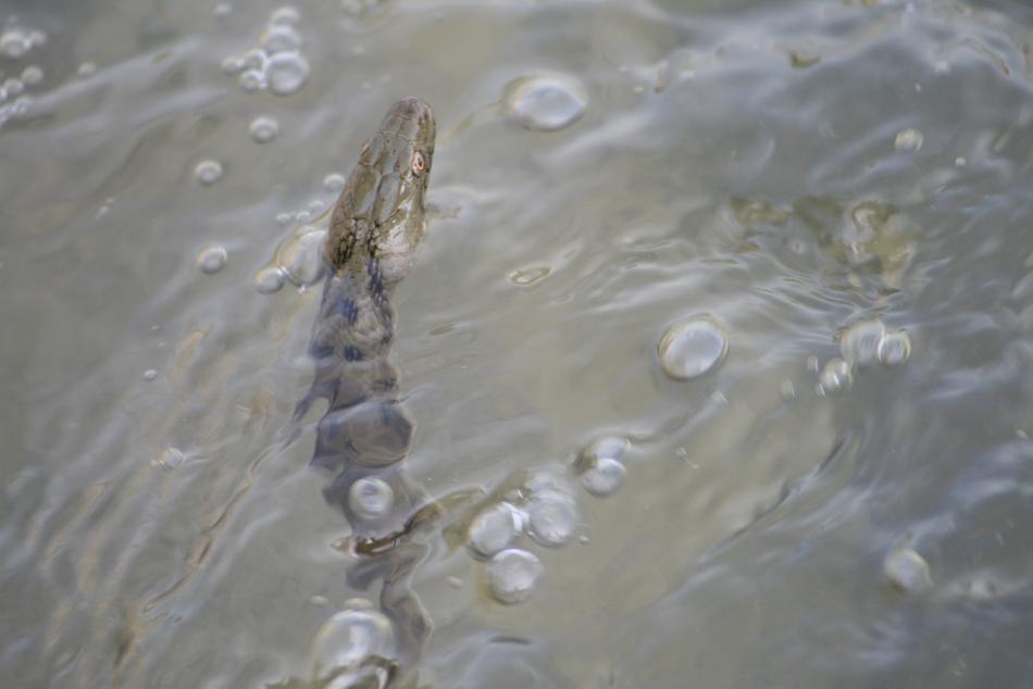 reptile swims in the lake