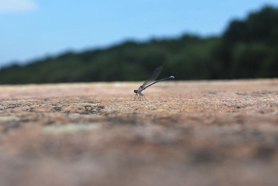 Dragonfly Insect Bug
