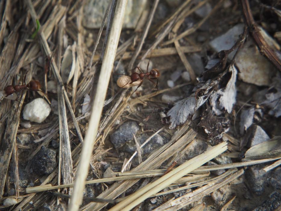 Ants Transport Hiking Change Of