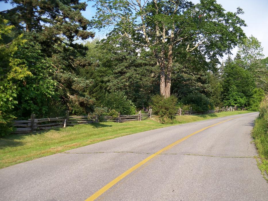 roadway by the forest