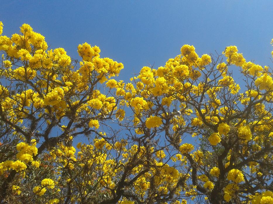 Flowers Road