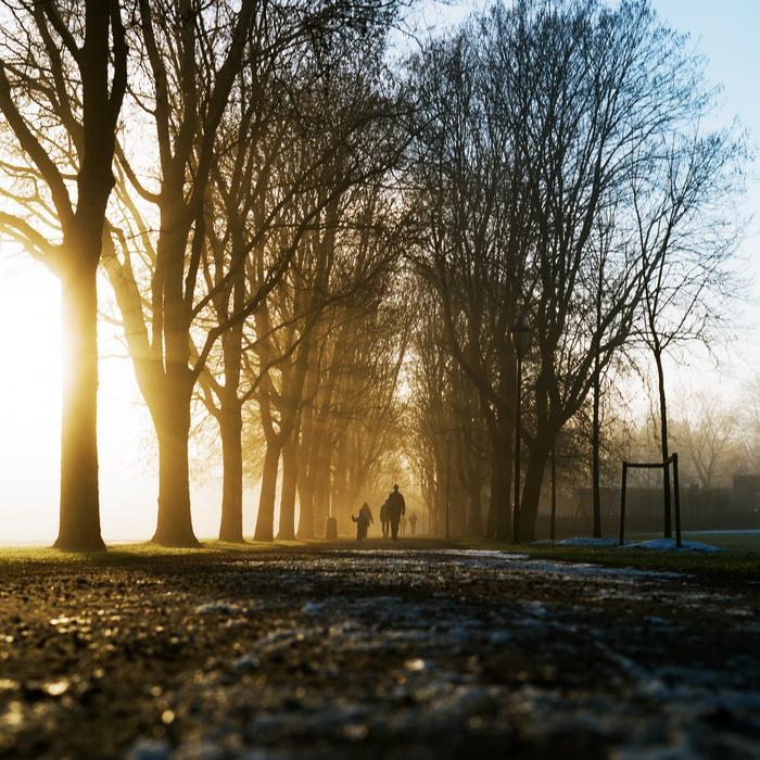 sunlight in the trees view