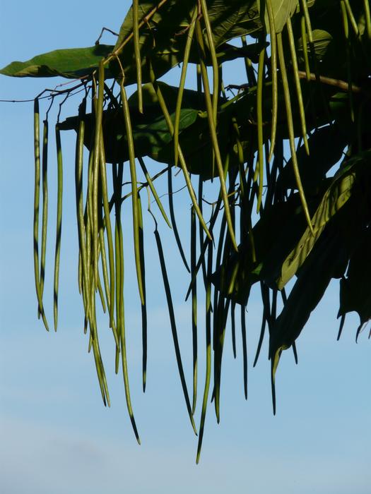 Ordinary Catalpa Fruits Tree