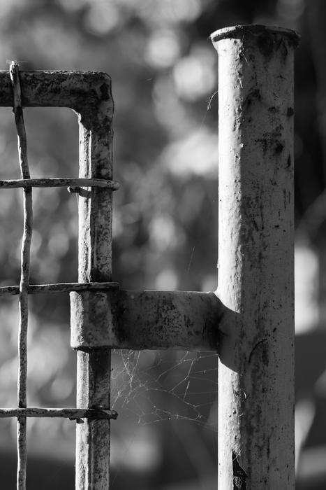 Fence Wires Web