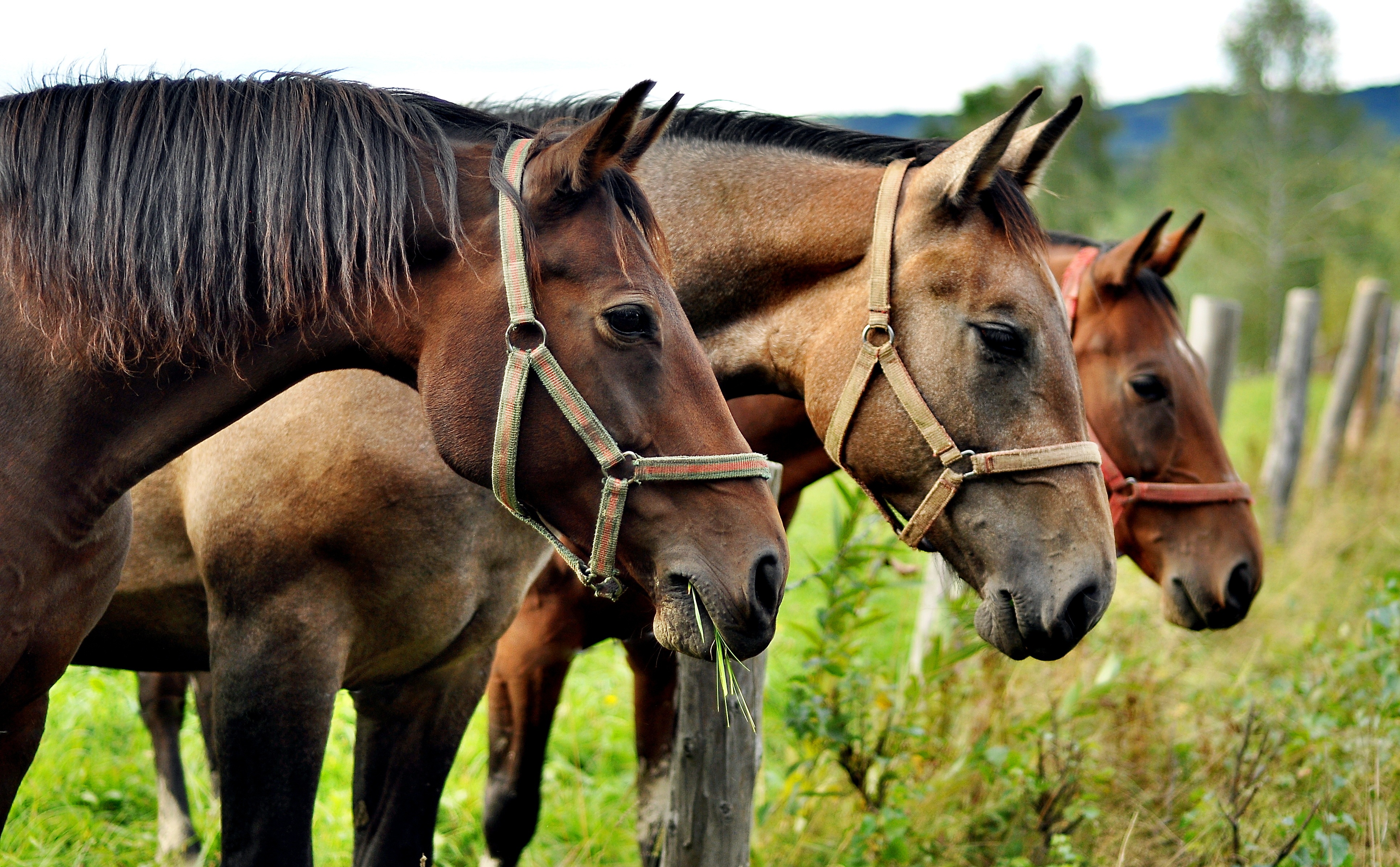 Horse Threesome