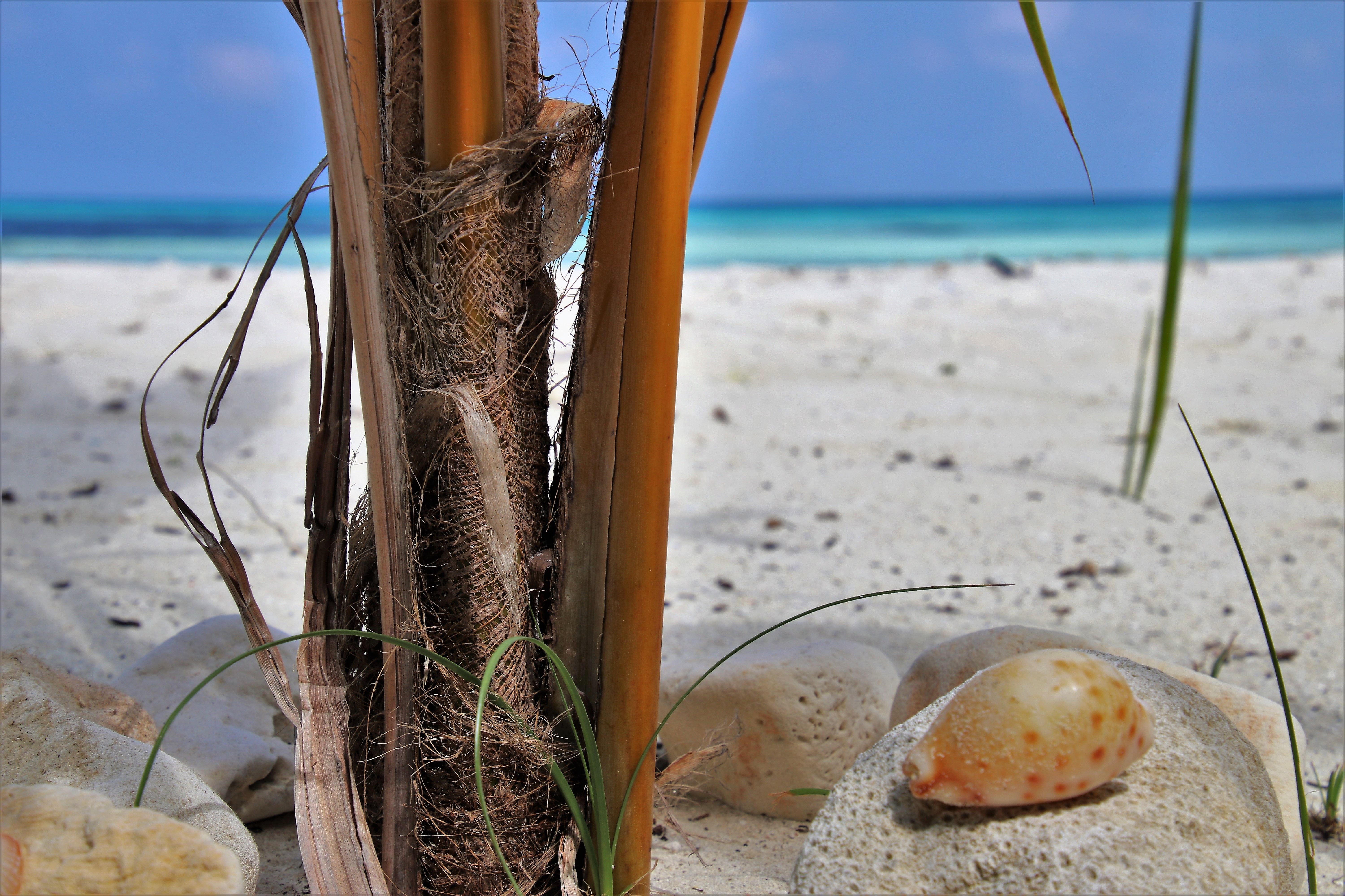 Пальмы ракушки пляж Лотосы