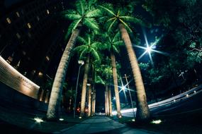 Tree Coconut Nature