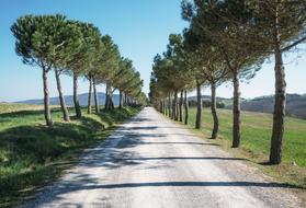 Nature Landscape Trees