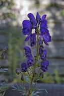 Monkshood Blue Dark Purple
