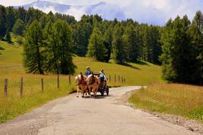 Horse Calash Carrozza