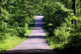 Beech Forest Road