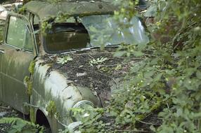 abandoned car in the trees