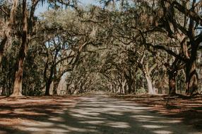 forest landscape with a road