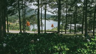 Green Plants at Nature