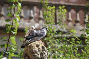 Pigeons Bird Street