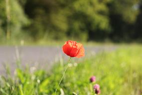 Wild Red Poppy Near Road