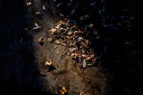 Road Fall Leaves