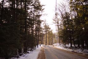 beautiful forest landscape with a road