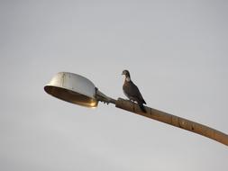 Bird Streetlamp Lamp