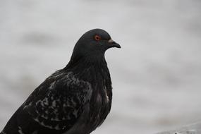 Dove Bird Pigeon