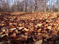 fall leaves with trees view