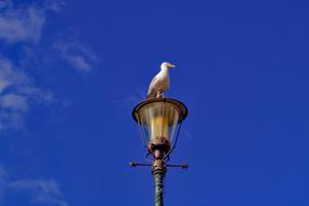 gull on Street Lamppost