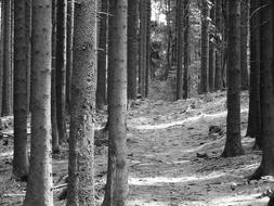 Forest Conifers Spruce