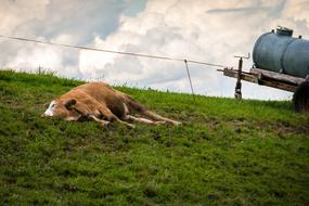 Cow Pasture Sleep