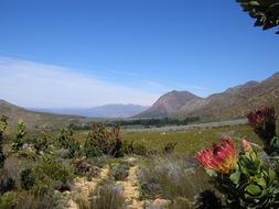 Protea Fynbos Mountain Gravel
