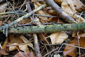 Ant Street Dead Wood Leaves