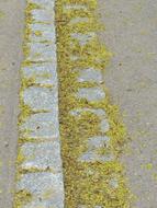 yellow Lime Blossom Bee Pollen