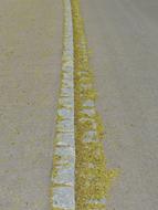 Lime Blossom Pollen Bee