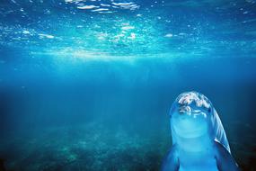 photo of one dolphin under water