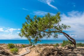 evergreen tree on the beach in Greece