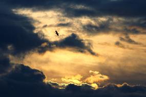 bird in the clouds of the evening sky