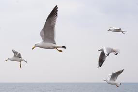 Seagull or Sea Birds