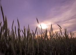 Field with the cereals, at beautiful and colorful sunset with sunlight