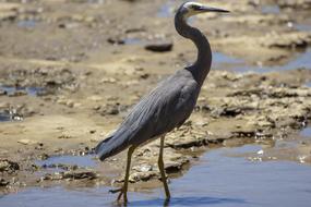 gray heron on the seaside on a sunny day