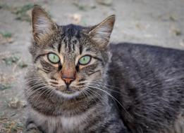 magnificent Cat green eye