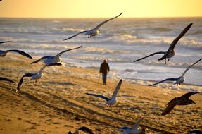 walk on the beach on a windy day