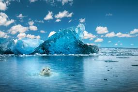 seal swims in the sea