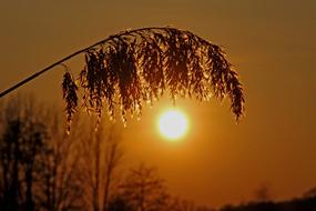 silhouette of cane branches at sunset